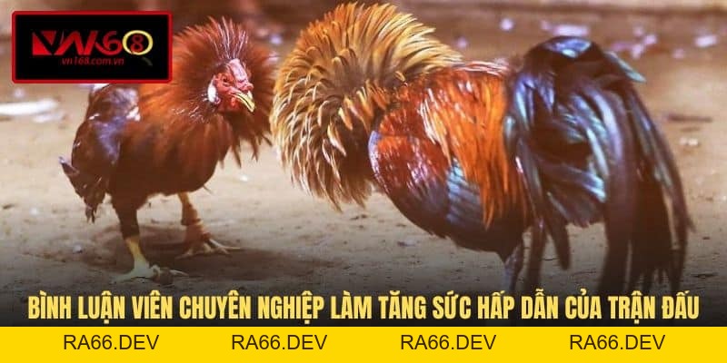 Đá Gà Trực Tiếp C2 - Hình Thức Thi Đấu Kịch Tính Tại VN168 - RA66.DEV