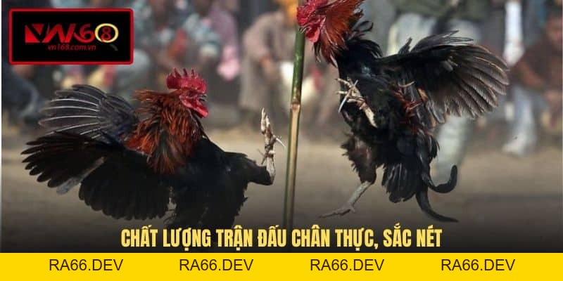 Đá Gà Trực Tiếp C3 - Trải Nghiệm Đỉnh Cao Tại VN168 - RA66.DEV