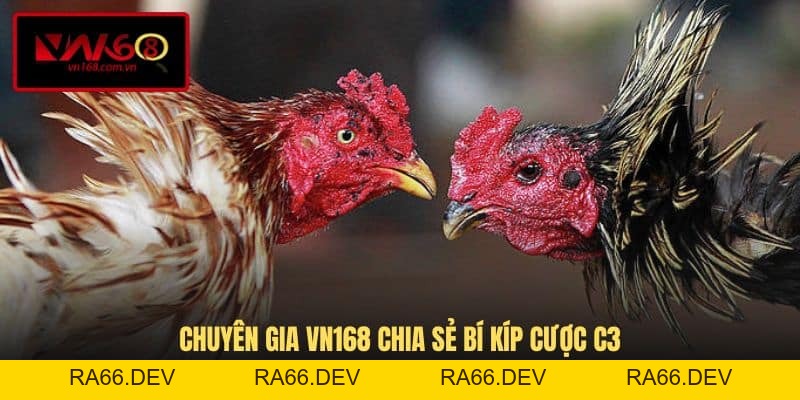 Đá Gà Trực Tiếp C3 - Trải Nghiệm Đỉnh Cao Tại VN168 - RA66.DEV