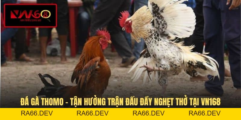 Đá Gà VN168 - Hình Thức Giải Trí Cá Cược Đầy Kịch Tính - RA66.DEV