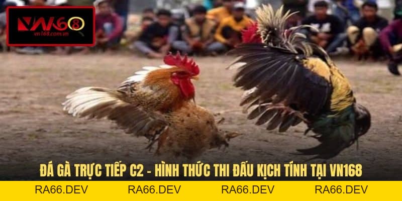 Đá Gà VN168 - Hình Thức Giải Trí Cá Cược Đầy Kịch Tính - RA66.DEV