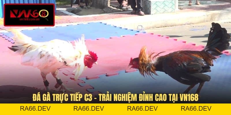 Đá Gà VN168 - Hình Thức Giải Trí Cá Cược Đầy Kịch Tính - RA66.DEV