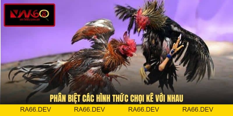 Đá Gà Cựa Dao - Loại Hình Cá Cược Ăn Khách Hàng Đầu VN168 - RA66.DEV