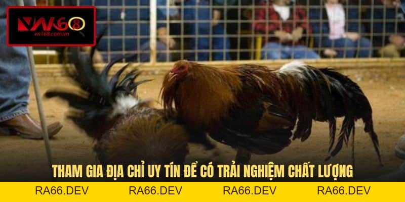 Đá Gà Trực Tiếp C2 - Hình Thức Thi Đấu Kịch Tính Tại VN168 - RA66.DEV