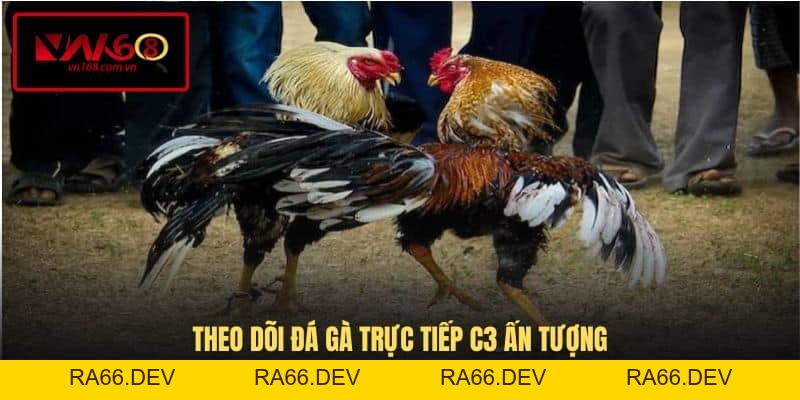 Đá Gà Trực Tiếp C3 - Trải Nghiệm Đỉnh Cao Tại VN168 - RA66.DEV