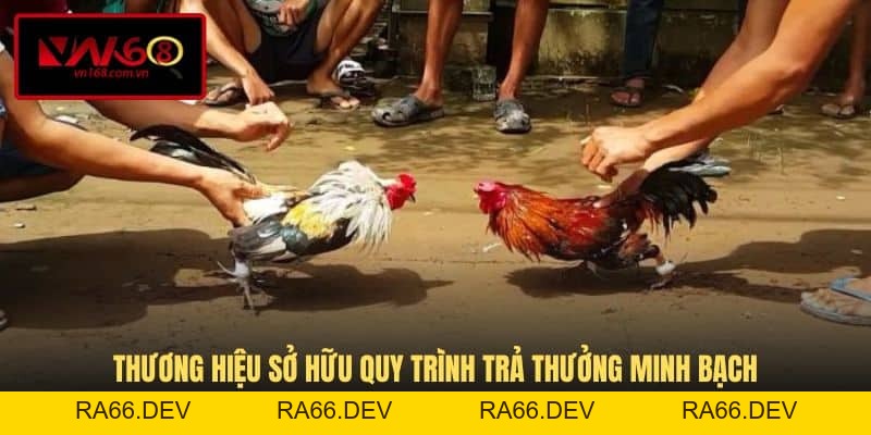 Đá Gà Thomo - Tận Hưởng Trận Đấu Đầy Nghẹt Thở Tại VN168 - RA66.DEV