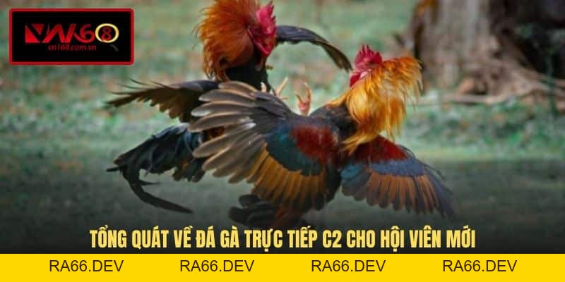 Đá Gà Trực Tiếp C2 - Hình Thức Thi Đấu Kịch Tính Tại VN168 - RA66.DEV