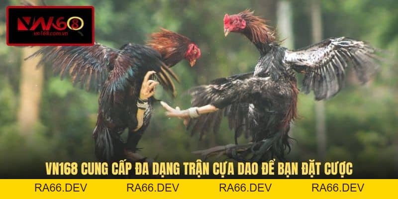 Đá Gà Cựa Dao - Loại Hình Cá Cược Ăn Khách Hàng Đầu VN168 - RA66.DEV