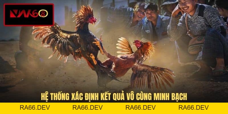 Đá Gà VN168 - Hình Thức Giải Trí Cá Cược Đầy Kịch Tính - RA66.DEV