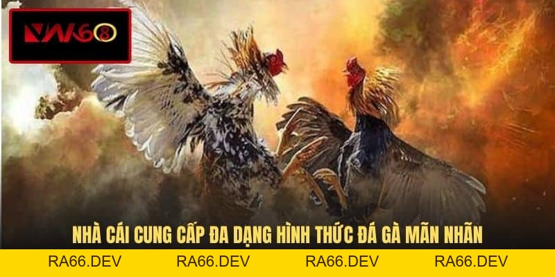 Đá Gà VN168 - Hình Thức Giải Trí Cá Cược Đầy Kịch Tính - RA66.DEV
